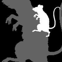 Ratten Fressen